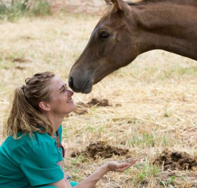 vet feeding horse