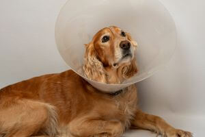 a dog wear surgery cone