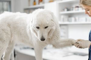 a female vet checking dog paw