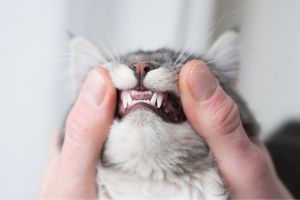 vet checking cat teeth