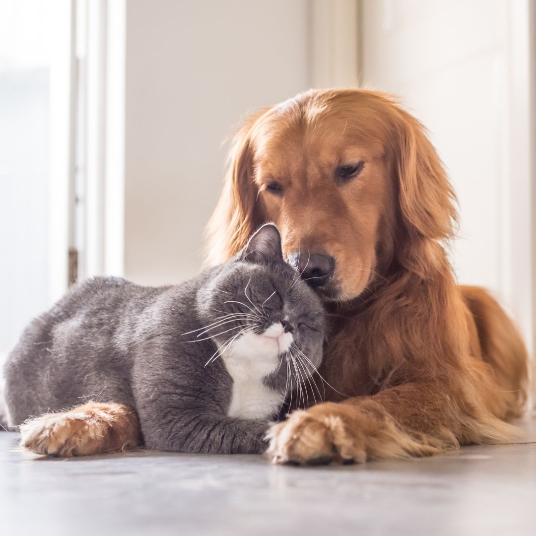 cat and dog