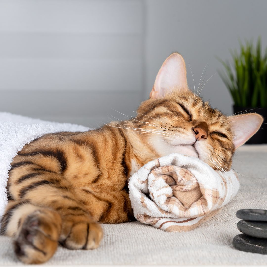 a cat lying on a blanket