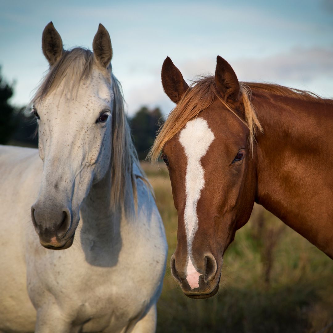 a white and brown horse standing in a field