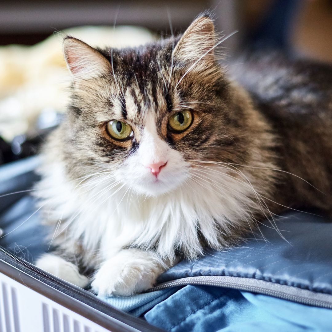 A fluffy cat with brown, black, and white