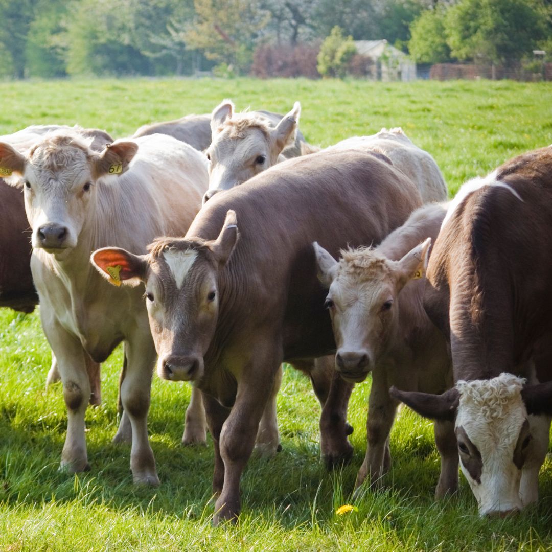 a group of cows in a field