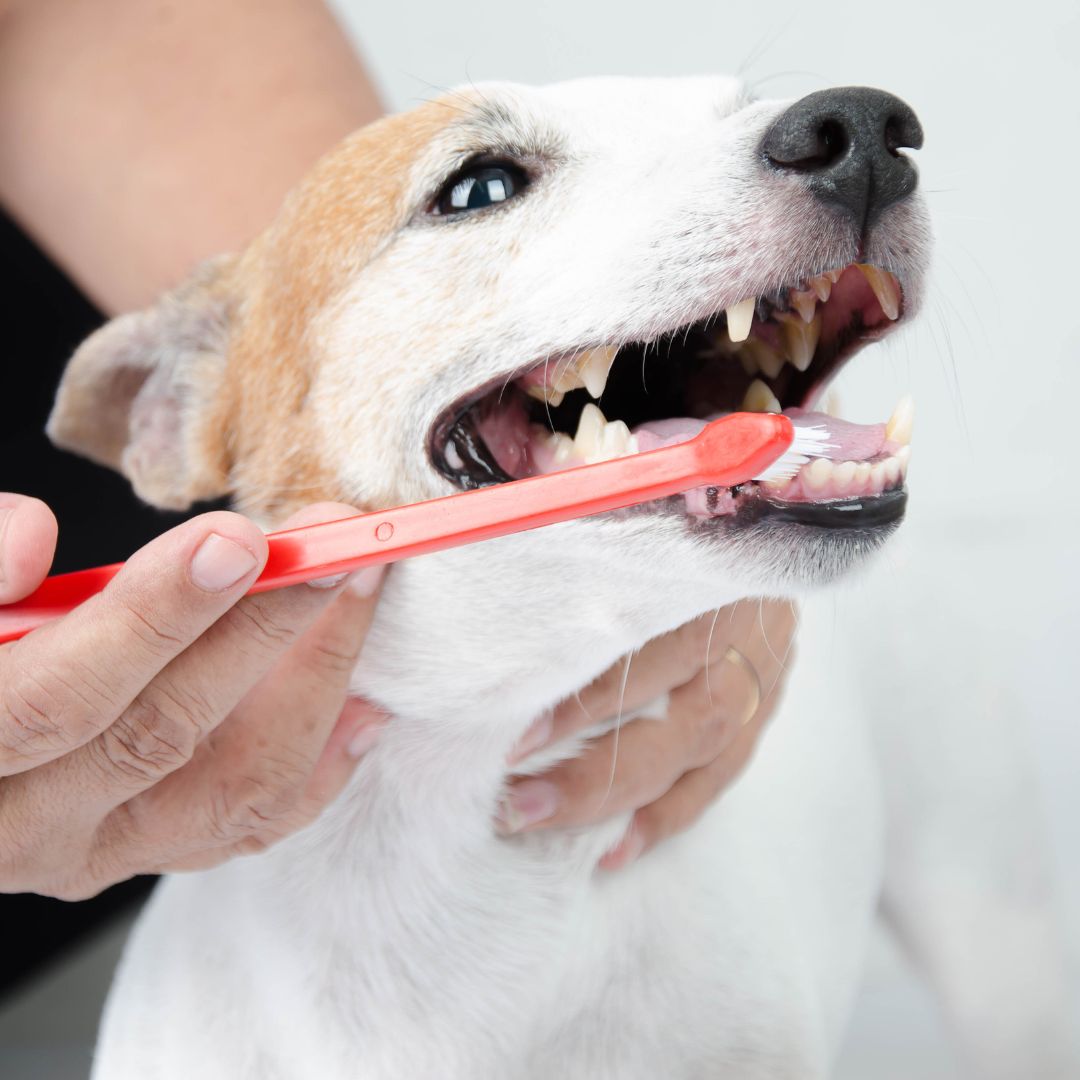 a person brushing a dog's teeth