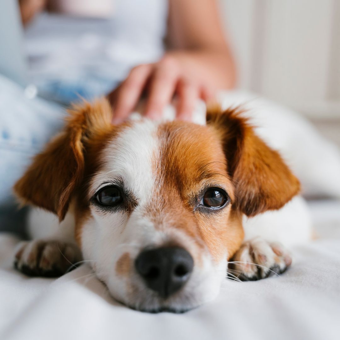 a dog lying on a bed