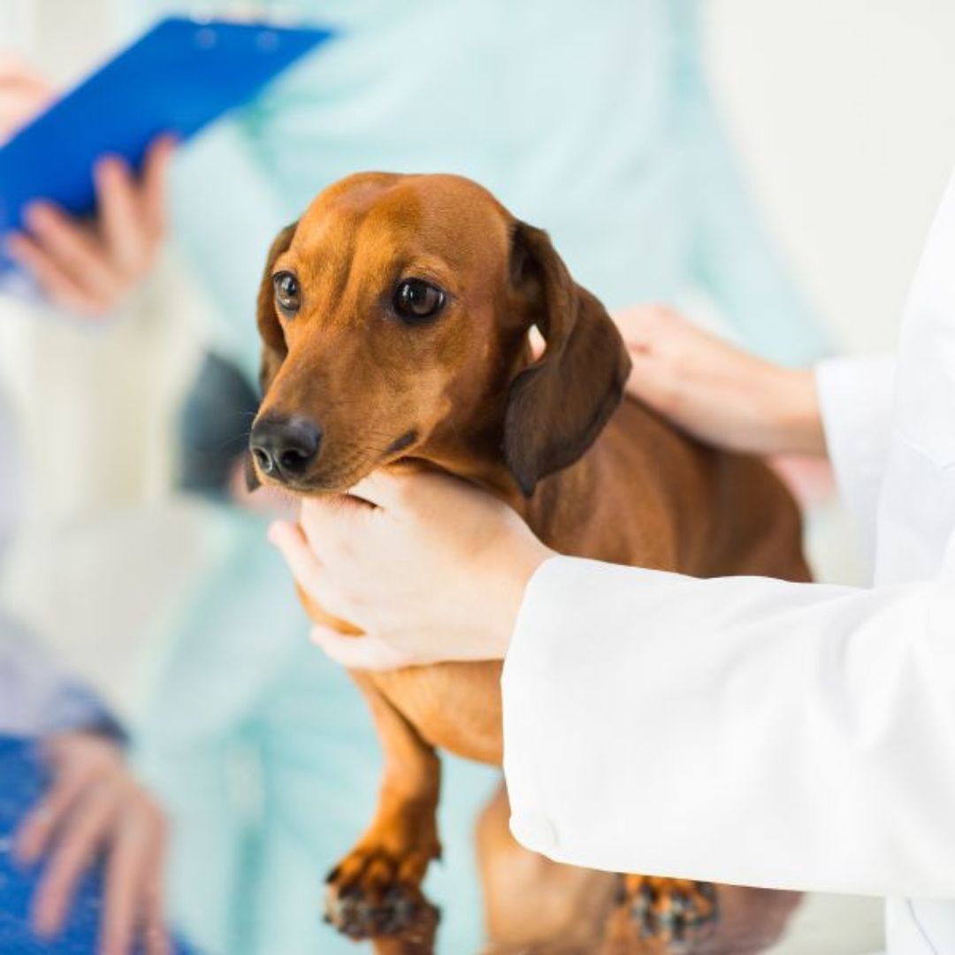 a dog being examined by a vet