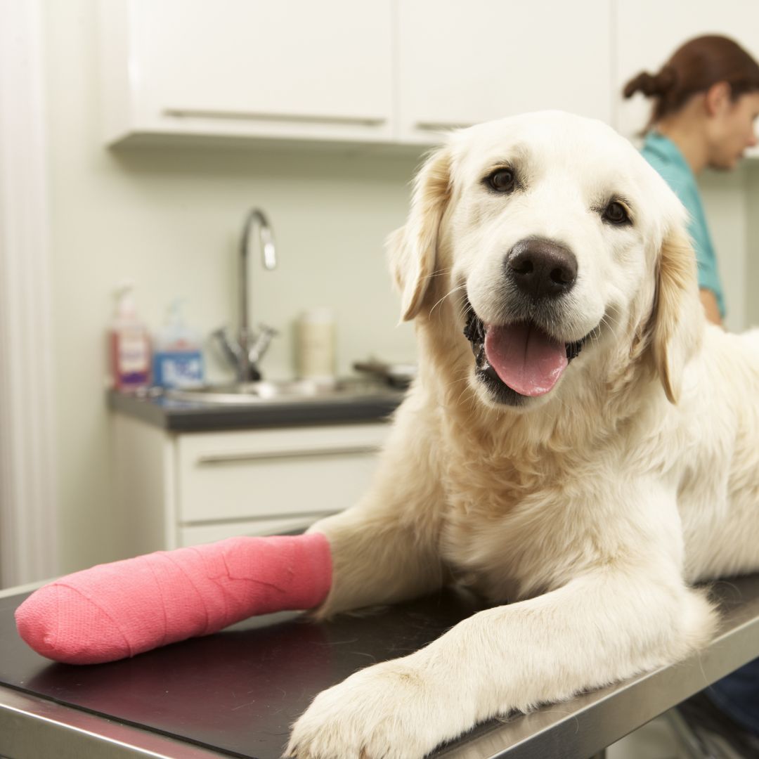 a dog with a cast on its leg