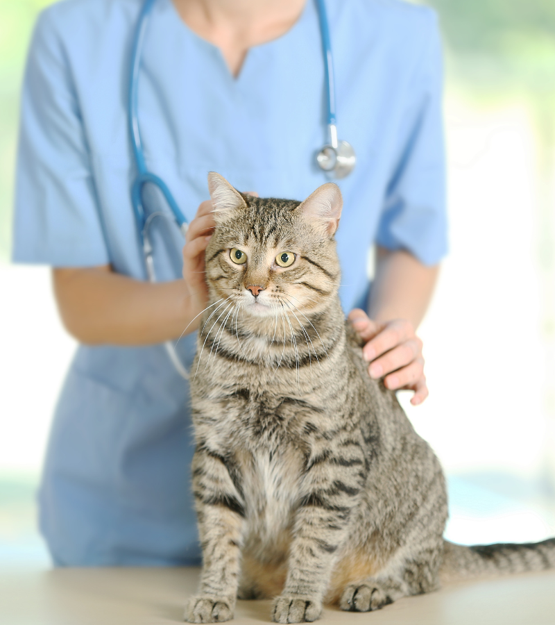 a vet hold a cat in hand