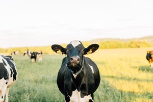 a cow standing in a field