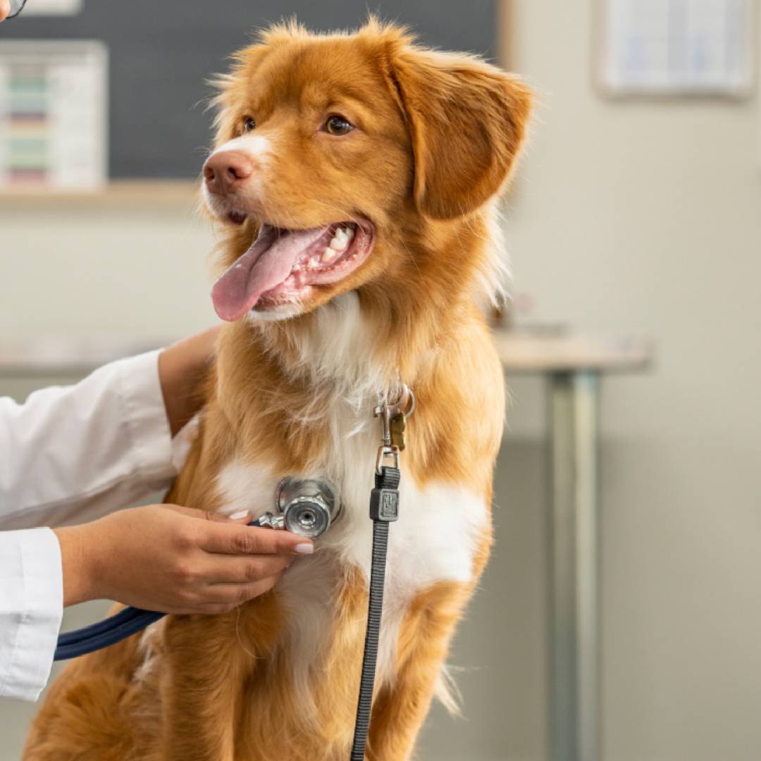 A female vet attentively examines a dog using a stethoscope